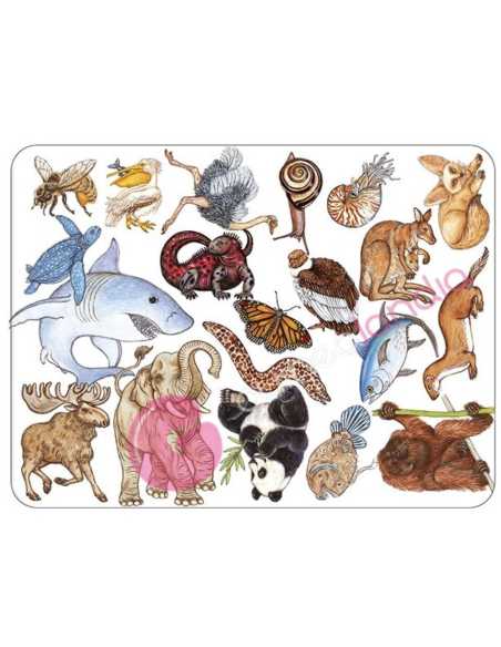 Zanimatch Juegos de cartas Djeco