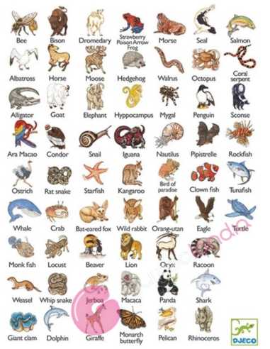 Zanimatch Juegos de cartas Djeco