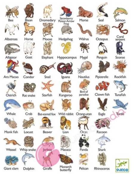 Zanimatch Juegos de cartas Djeco