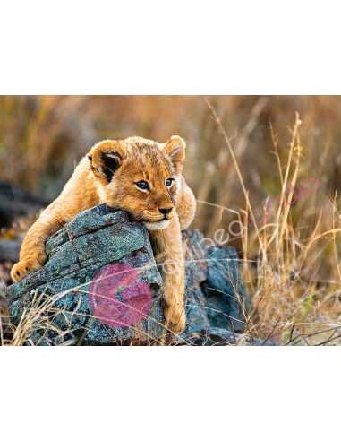 Puzzle Pequeño León 200 piezas
