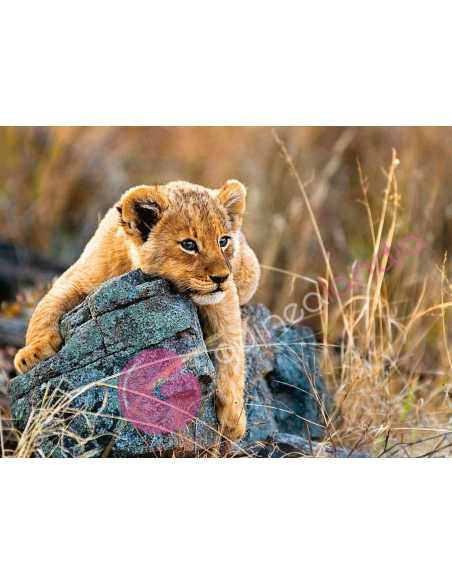 Puzzle Pequeño León 200 piezas