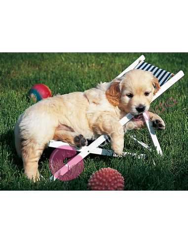 Puzzle Golden Retriever 500 piezas