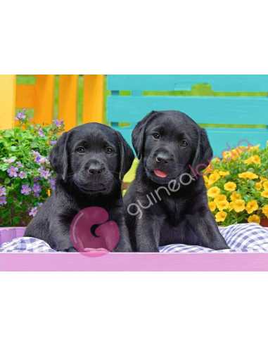 Puzzle Vida de Perros 300 piezas