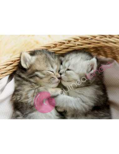 Dulces Gatitos Puzzle 500 Piezas