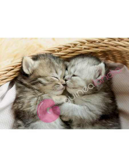 Dulces Gatitos Puzzle 500 Piezas